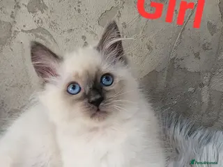 Ragdoll cats !! 1 GIRL AVAILABLE!! Beautiful Ragdoll Kittens - Advert 11