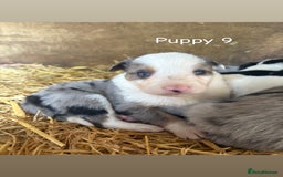 Border Collie dogs for sale: Blue Merle/ black and white border collie puppies - Image 6