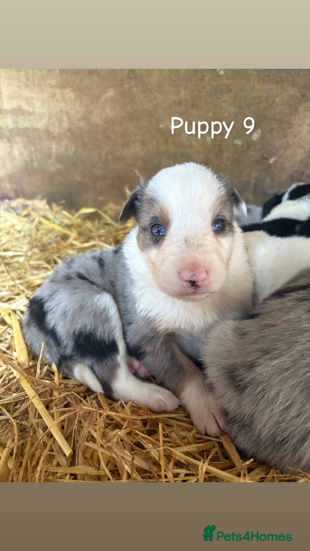 Border Collie dogs for sale: Blue Merle/ black and white border collie puppies - Image 6
