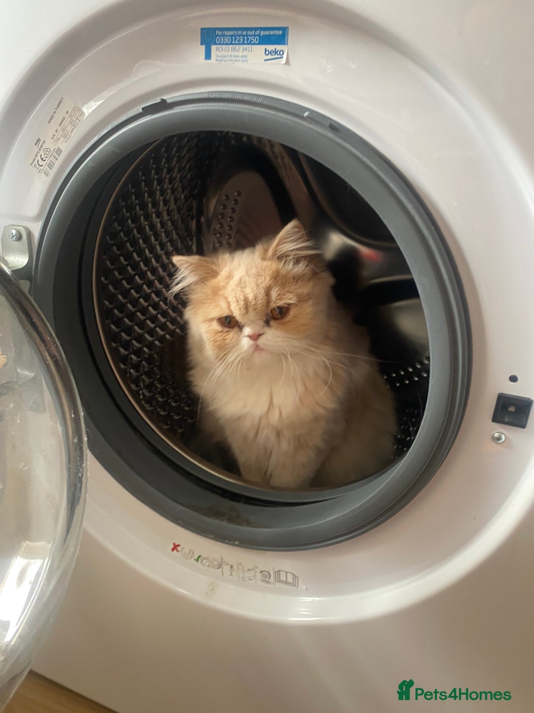 Persian cats for sale: Alvin - Advert 3