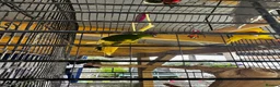 Parrots birds for sale: 2 parrots for sale  in Bristol - Advert 5