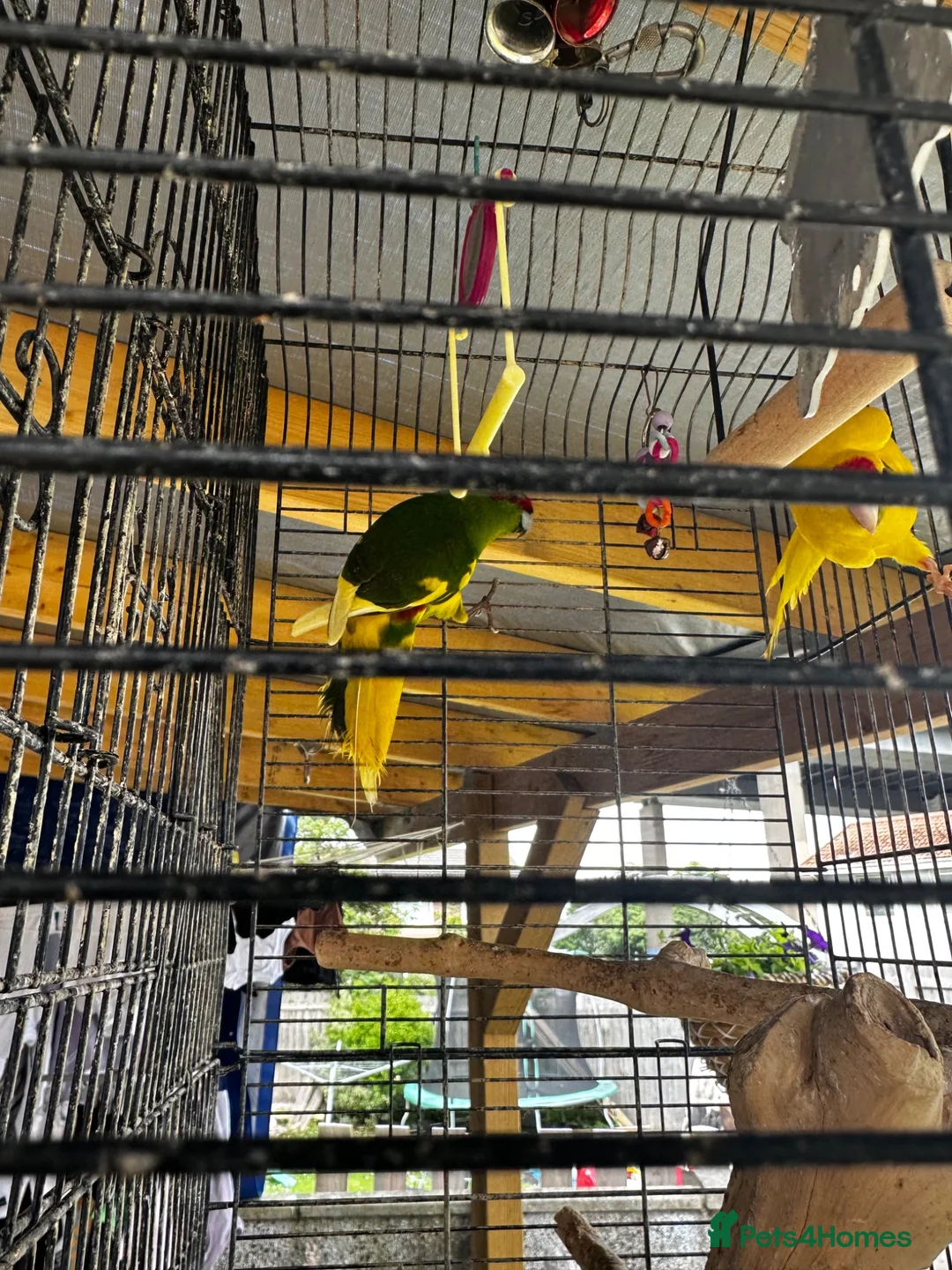 Parrots birds for sale: 2 parrots for sale  in Bristol - Advert 5