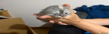 Persian 2