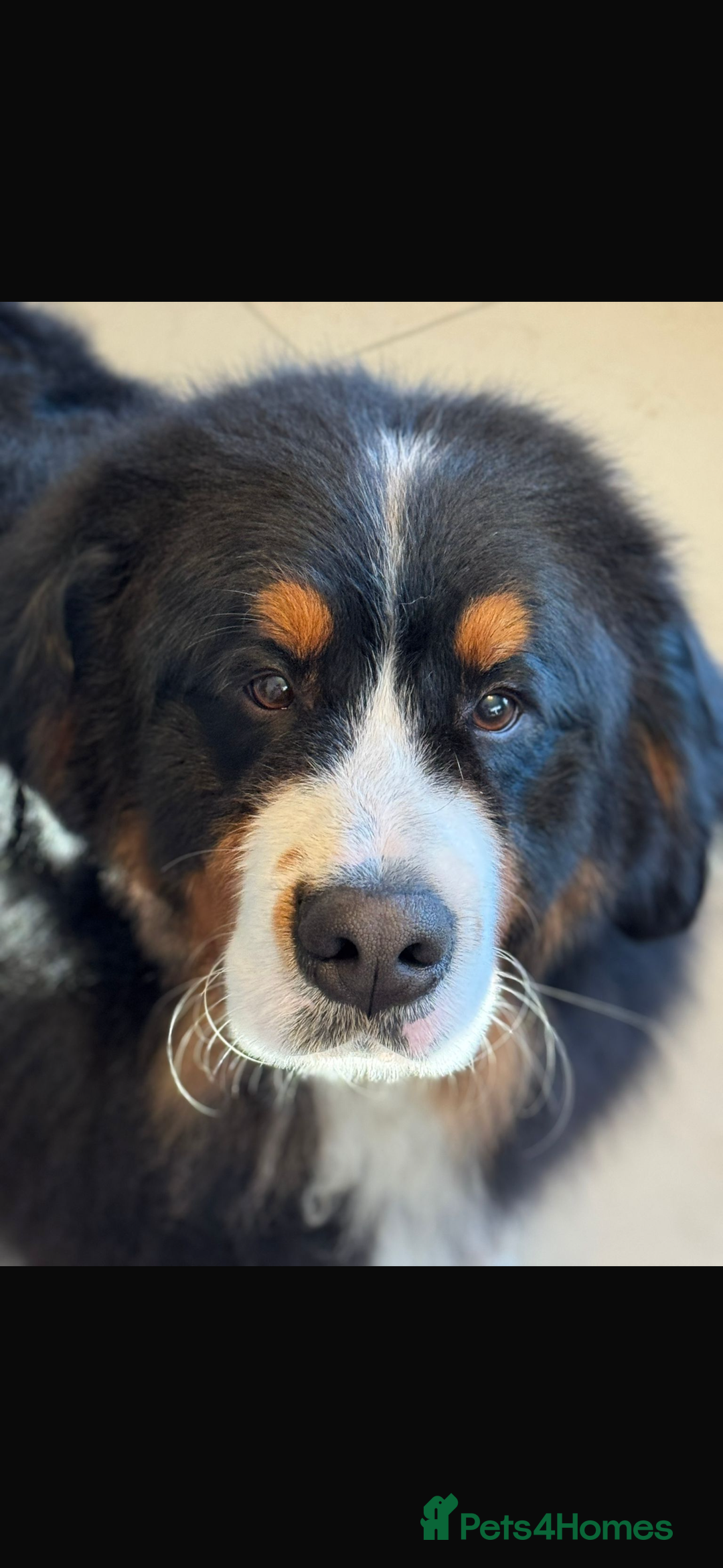 Bernese Mountain Dog dogs for stud: Gorgeous polish imported Stud available  - Advert 3