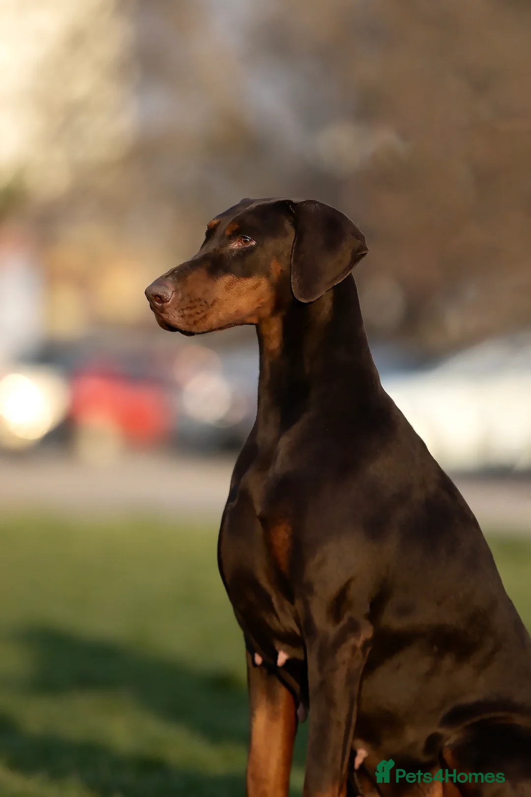 Dobermann dogs for sale:  ✨ A Carefully Planned Litter ✨ in Swansea - Advert 2