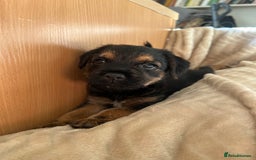 Border Terrier dogs for sale: Border Terrier Puppies - Ready now 🐾  - Image 30