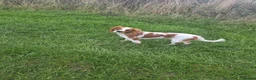 Cavalier King Charles Spaniel dogs for sale: K.C Registered adult cavalier girl - Advert 5