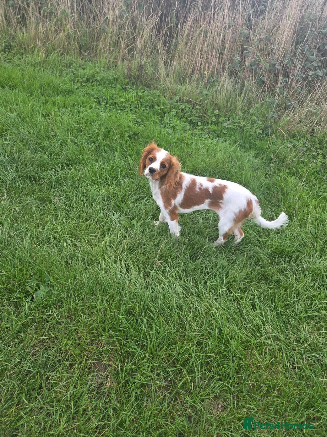 Cavalier King Charles Spaniel dogs for sale: K.C Registered adult cavalier girl - Advert 5