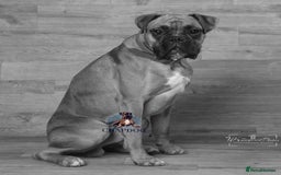 Boxer dogs for stud: Bane - Kc registered boy in Chesterfield - Image 5