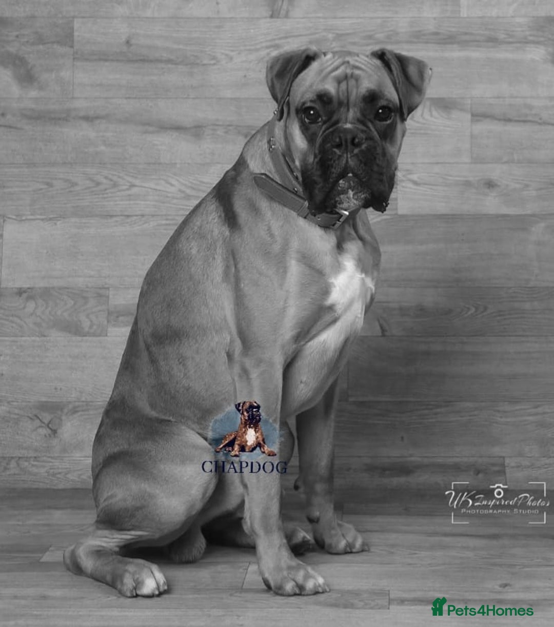 Boxer dogs for stud: Bane - Kc registered boy in Chesterfield - Image 5