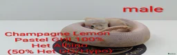 Python Snake reptiles for sale: Royal Python's  - Advert 4