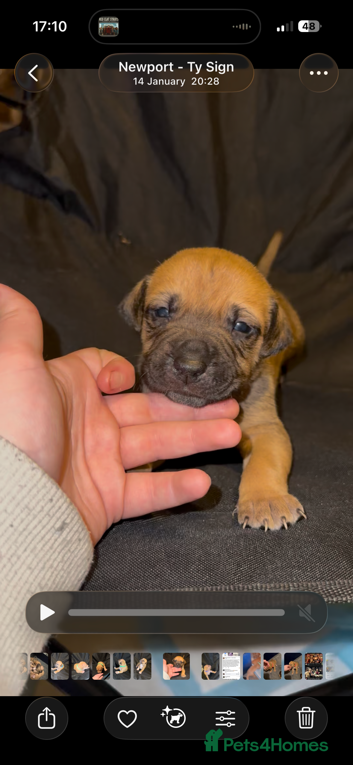 Mixed Breed dogs Staff X Sharpei puppies  - Advert 17