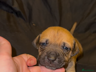 Mixed Breed dogs Staff X Sharpei puppies - Advert 17