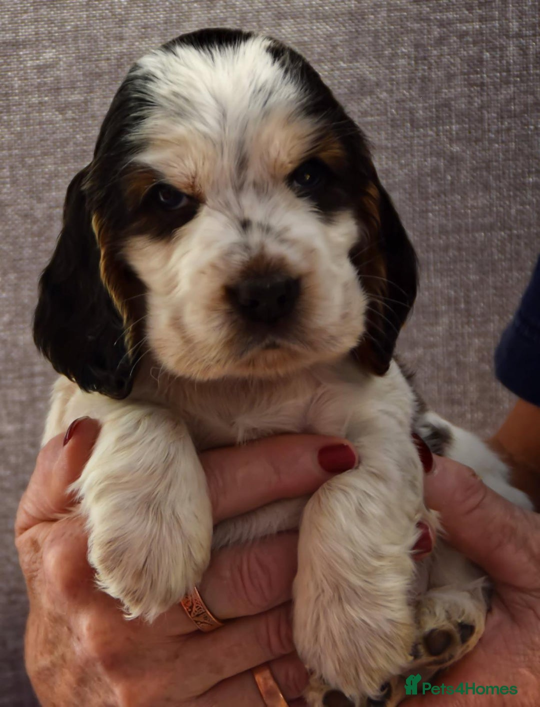 Cocker Spaniel dogs for sale: Kc reg show Cocker Spaniel, 5* Licensed breeder - Image 6