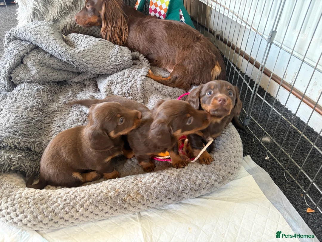 Dachshund dogs for sale: Long haired chocolate and tan  - Advert 2