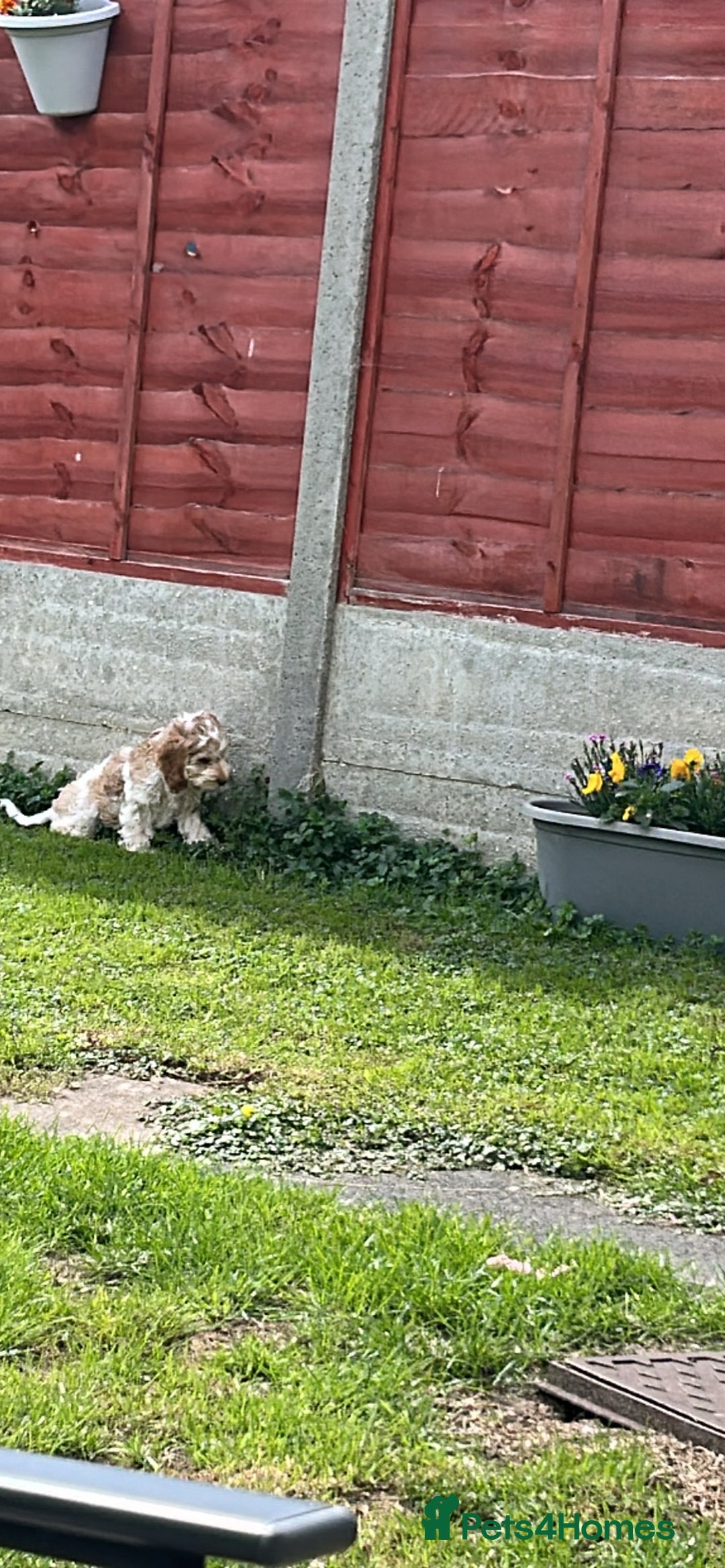 Cockapoo dogs for sale: Fully vaccinated cockapoo puppy  - Image 9