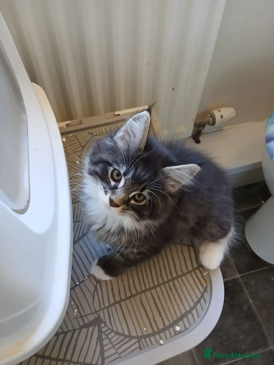 Maine Coon cats for sale: Stunning XL Maine Coon kittens - Advert 1