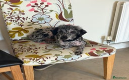 Miniature Poodle dogs for sale: Blue Merle miniature poodle  - Image 3