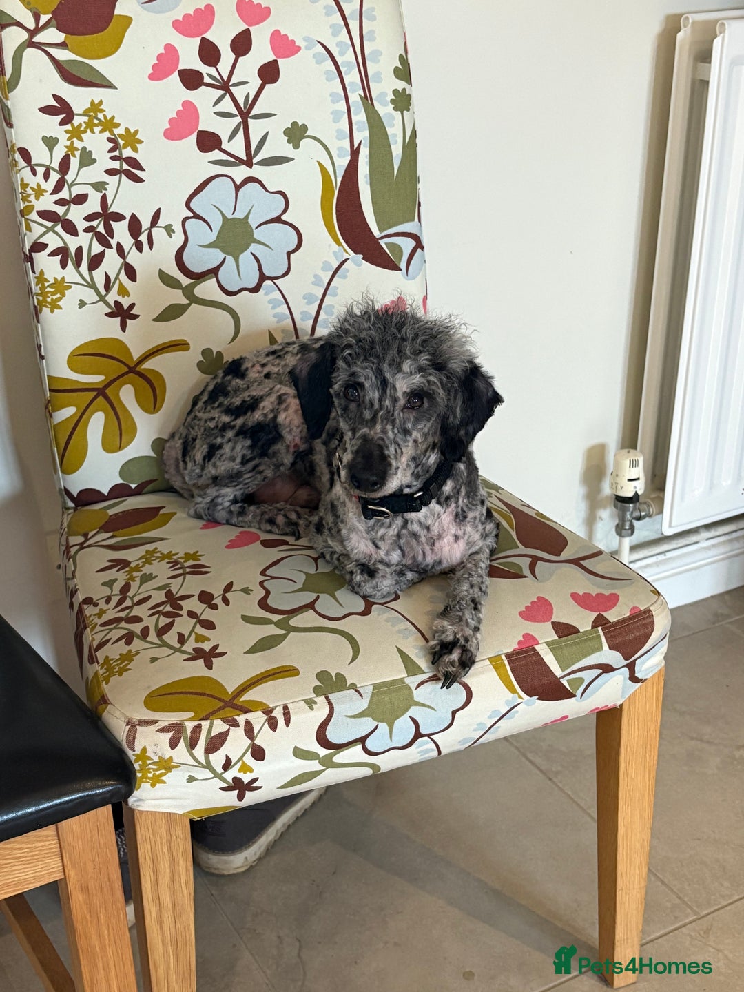 Miniature Poodle dogs for sale: Blue Merle miniature poodle  - Image 3