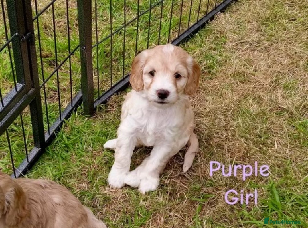 Cockapoo dogs for sale: ⭐️VERY RARE TOY Cockapoo Puppies⭐️🐶 - Image 26