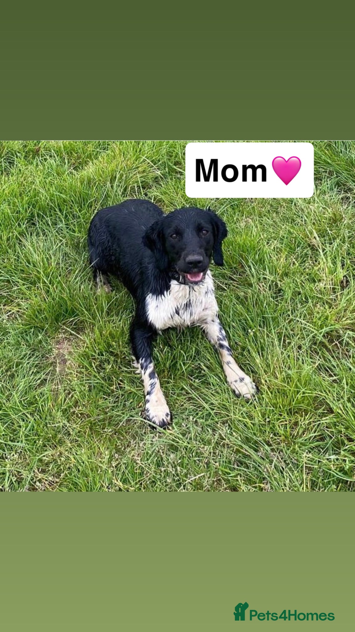 English Springer Spaniel dogs Traditional English Springer Spaniel pups - Advert 1