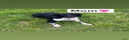 English Springer Spaniel dogs for sale: Traditional English Springer Spaniel pups in Brierley Hill - Advert 1