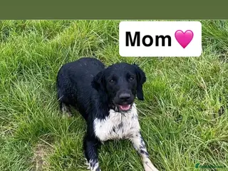 English Springer Spaniel dogs Traditional English Springer Spaniel pups - Advert 1
