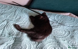 Bombay cats for sale: Two kittens, ginger(male) and black ( female) - Image 7