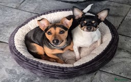 Mixed Breed dogs for sale: Chihuahua cross jack russell  - Image 2