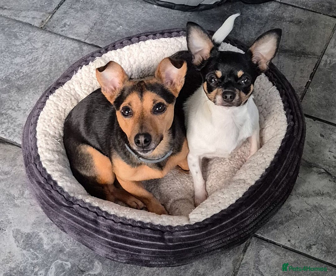 Mixed Breed dogs for sale: Chihuahua cross jack russell  - Image 2