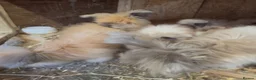 Angora rabbits for sale: Angora - Advert 19