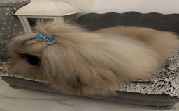 Pekingese dogs for stud: Kc registered Pekingese for stud duties in Truro - Image 6