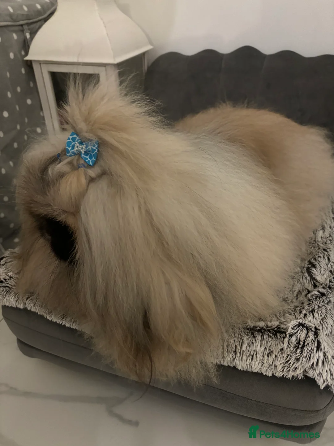 Pekingese dogs for stud: Kc registered Pekingese for stud duties in Truro - Advert 11