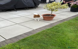 Pomeranian dogs for sale: Albie 3 year old pom - Image 2