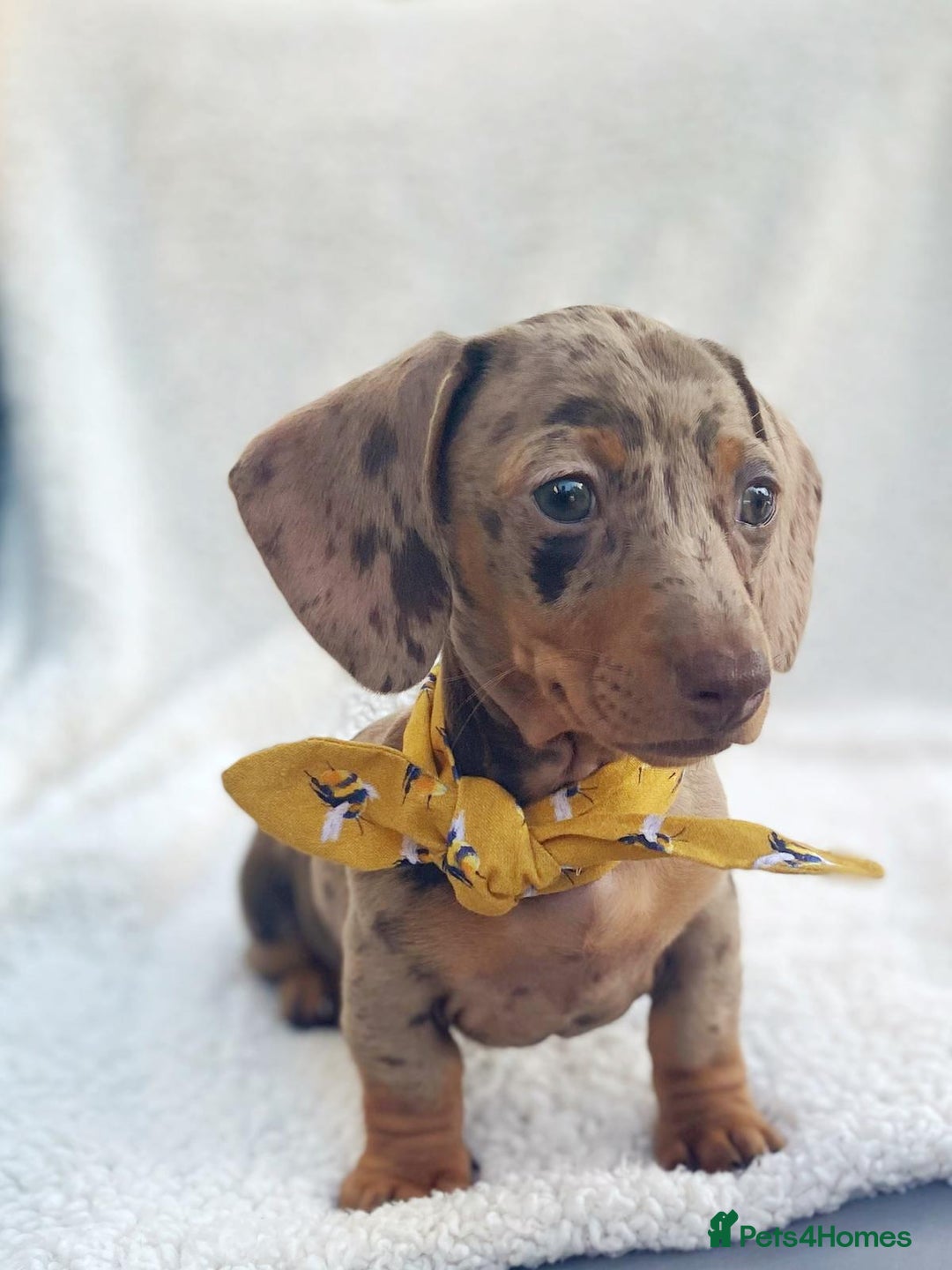 Miniature Dachshund dogs for stud: KC Registered Miniature Smooth Haired Stud - Image 4