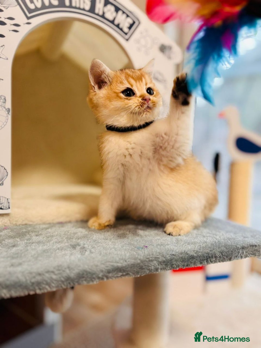 British Shorthair cats for sale: Charming British golden chinchillas - Advert 36