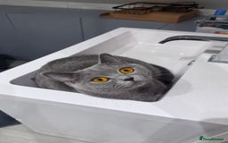British Shorthair cats for sale: 5 beautiful BSH kittens - Image 6