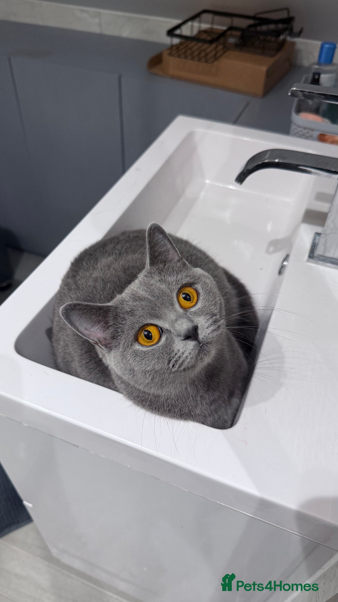 British Shorthair cats for sale: 5 beautiful BSH kittens - Image 6
