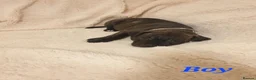 Staffordshire Bull Terrier dogs for sale: Kc registered Staffordshire bull terrier  in Kirkcaldy - Advert 6