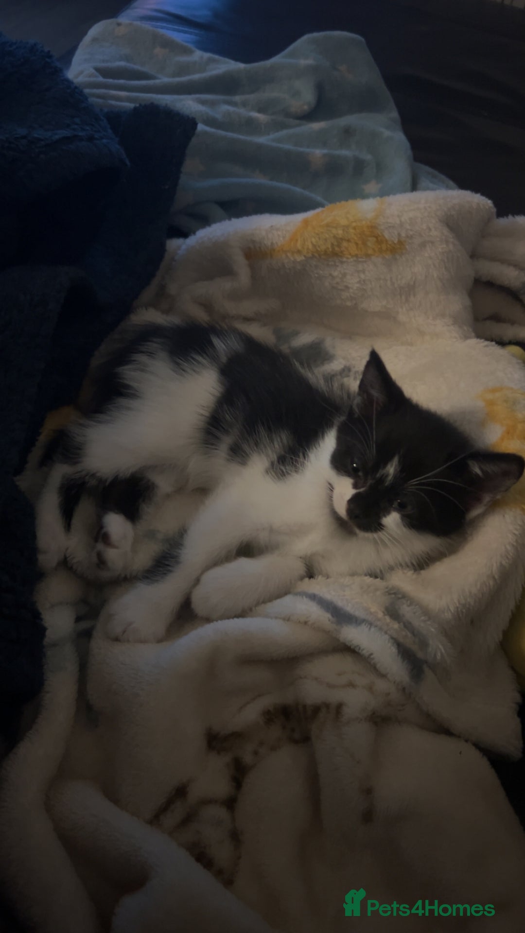 Mixed Breed cats for sale: 3 Boy kittens for sale  - Image 1