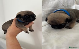 Pug dogs for sale: Gorgeous KC Reg Pug Litter Of 10 - Image 6