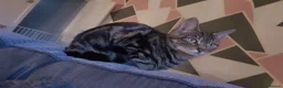 Mixed Breed cats for sale: Tabby female - Advert 4