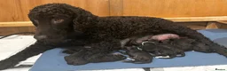 Irish Water Spaniel dogs for sale: Just 1 female Irish Water Spaniel  - Advert 8
