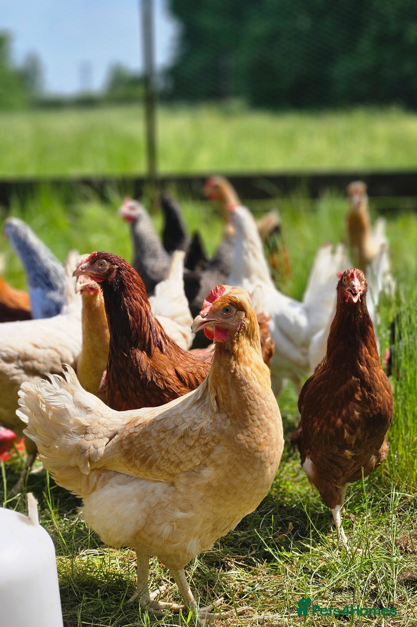 Chickens poultry for sale: Point of Lay Hybrid Laying hens  - Advert 1