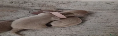 Dachshund pink collar