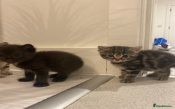 Mixed Breed cats for sale: 2 girl long haired tabby kittens  - Image 3