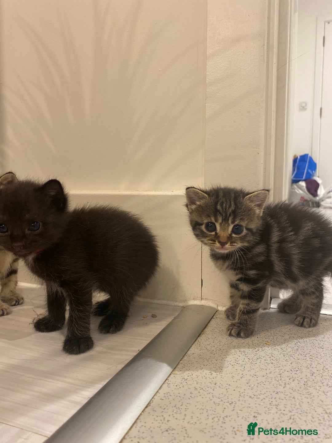 Mixed Breed cats for sale: 2 girl long haired tabby kittens  - Image 3