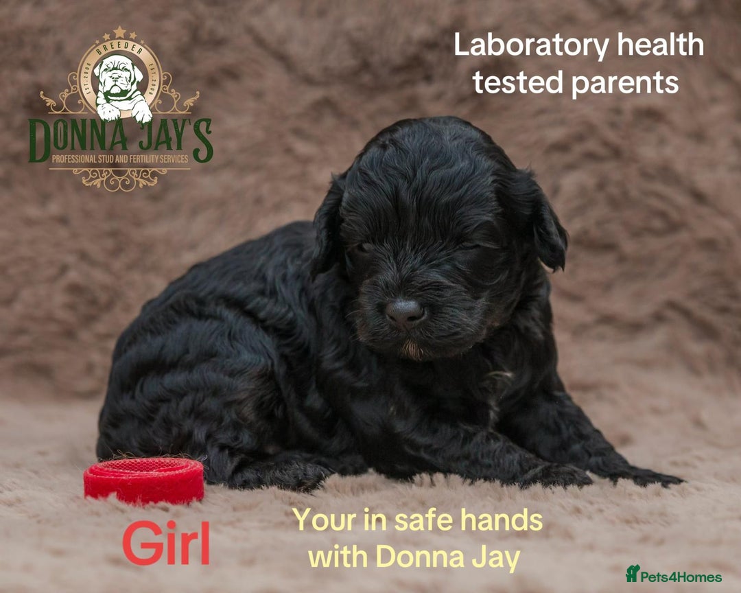Cavapoo dogs for sale: DONNAJAYS Cavapoo’s  - Image 2