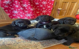 Springador dogs for sale: Beautiful Springador Puppies  - Advert 7