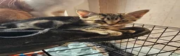 Mixed Breed cats for sale: Adorable grey kittens for sale - Advert 13